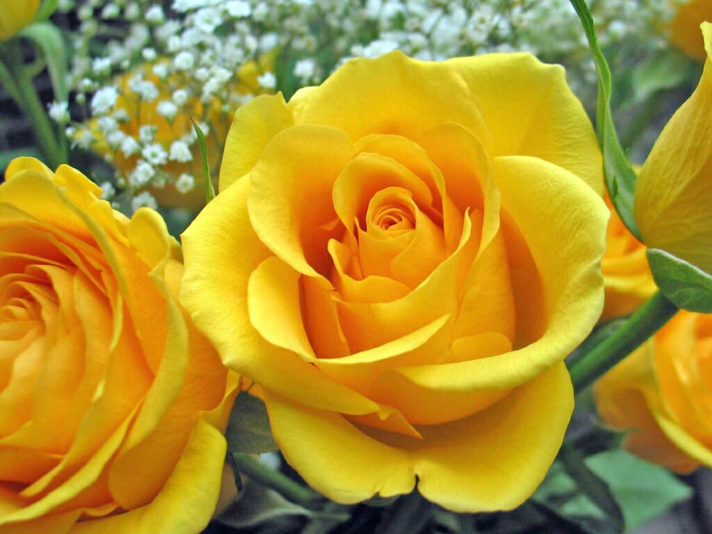 Flowers For Flower Lovers Rose Desktop Wallpaper