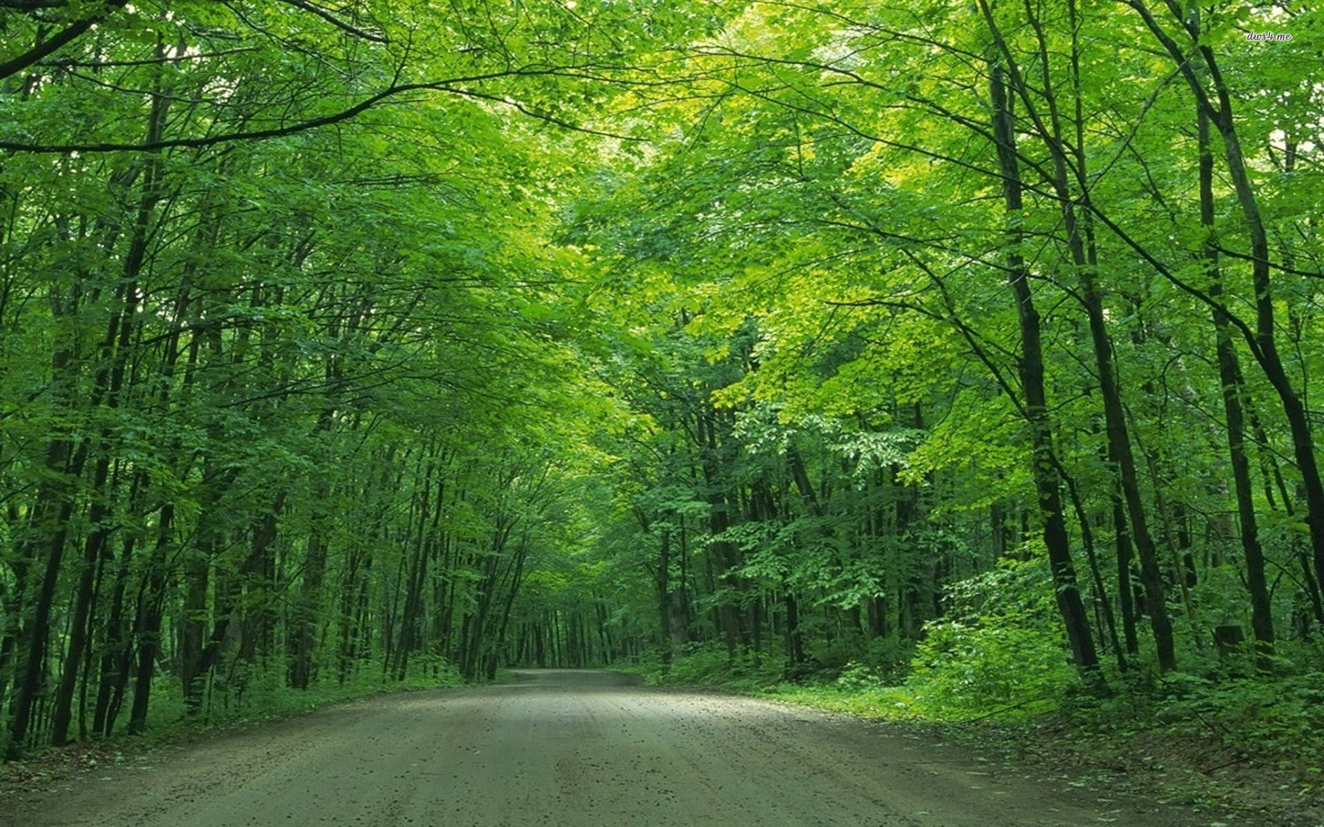 Green Tree Wallpaper