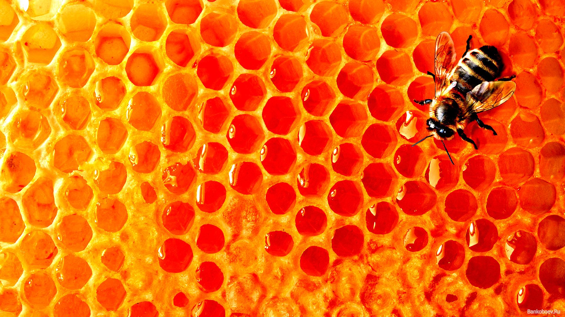 Wallpaper Bee Honey Honeycomb Photo