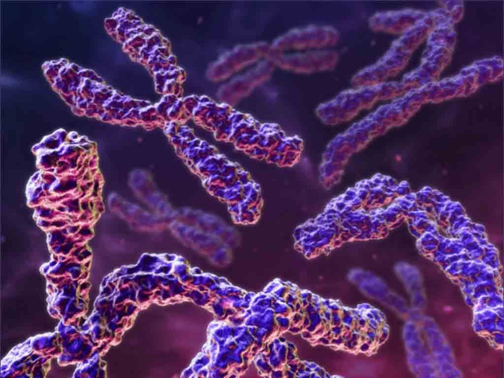 Chromosome its Parts Functions and Types 1934 Words Biology