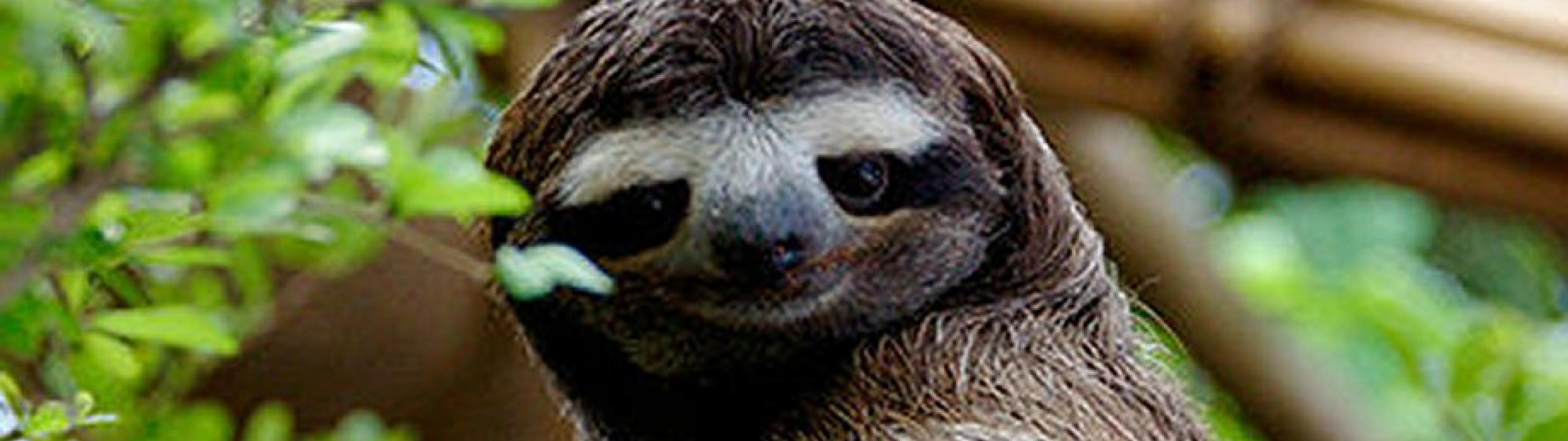 Animals Sloth Ultra Or Dual High Definition