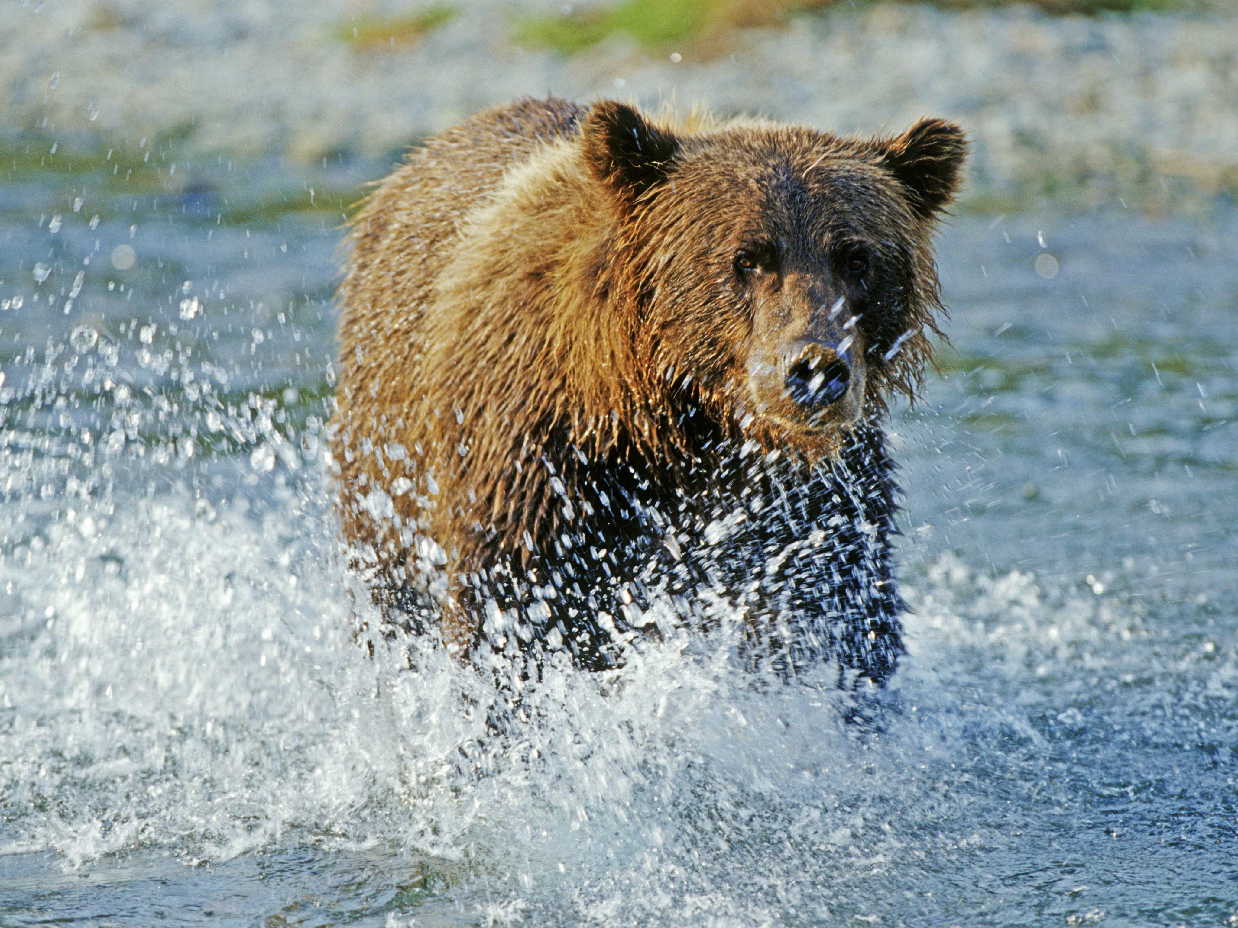 Wallpaper Bear Grizzly Water HD Widescreen High