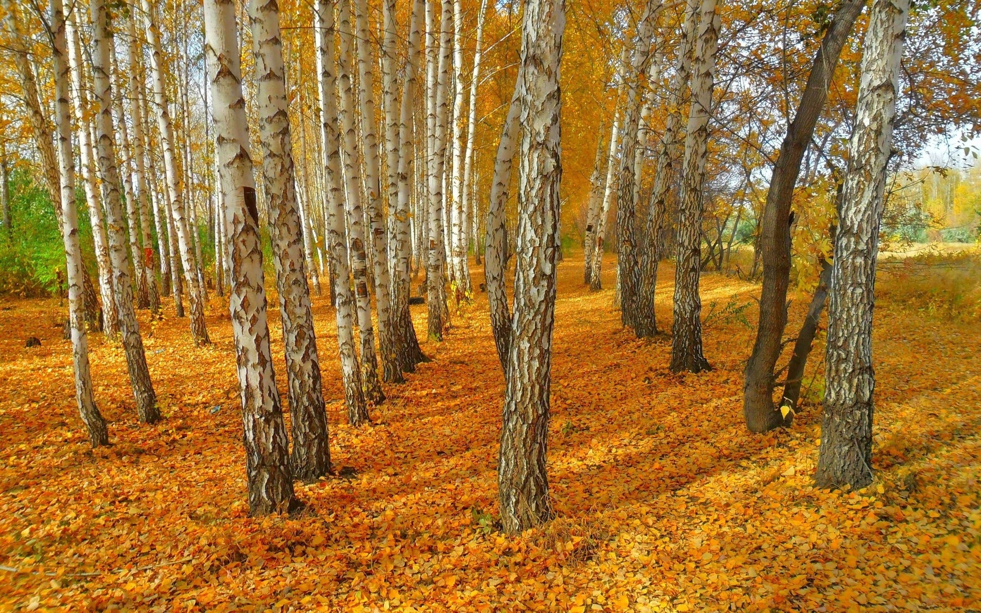 Birch Trees Autumn Landscape Yellow Leaves Wallpaper