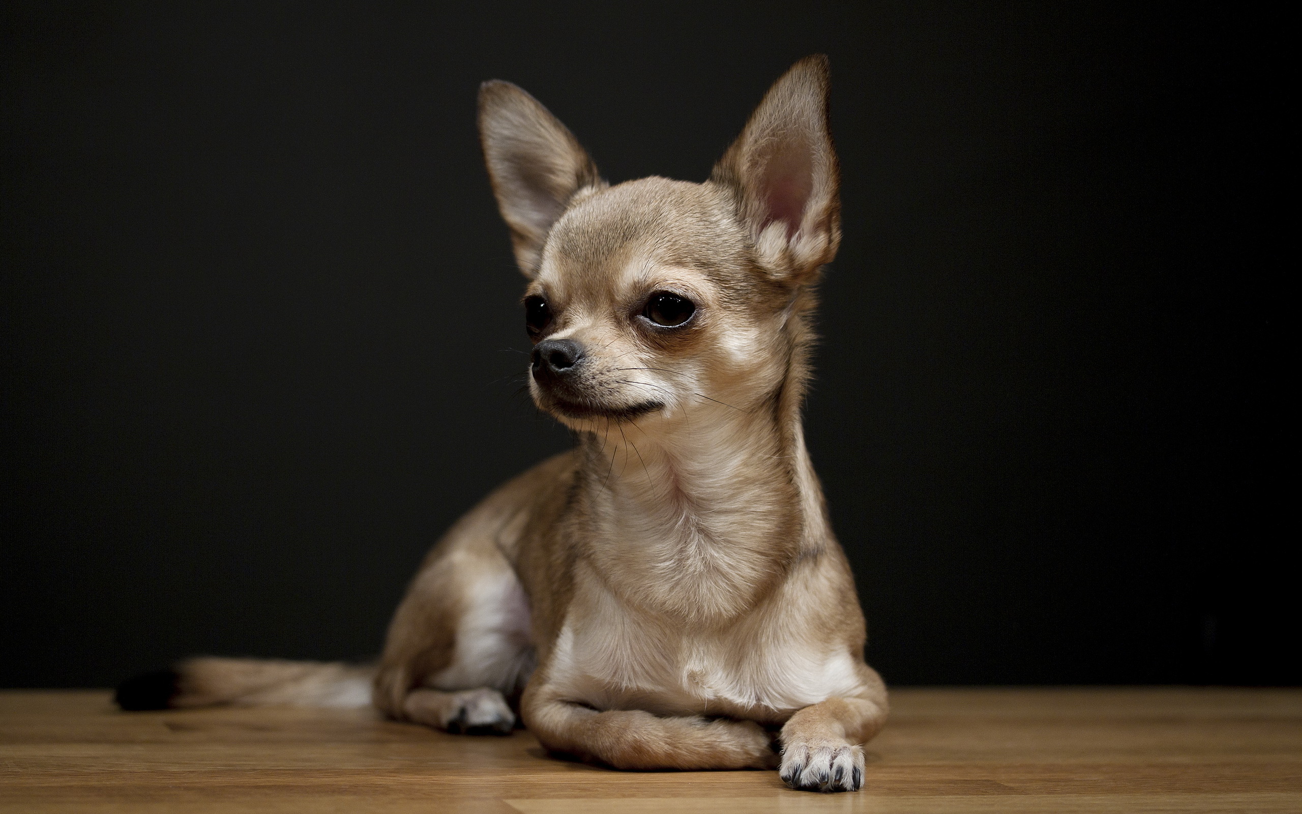 Charming Chihuahua HD Wallpaper