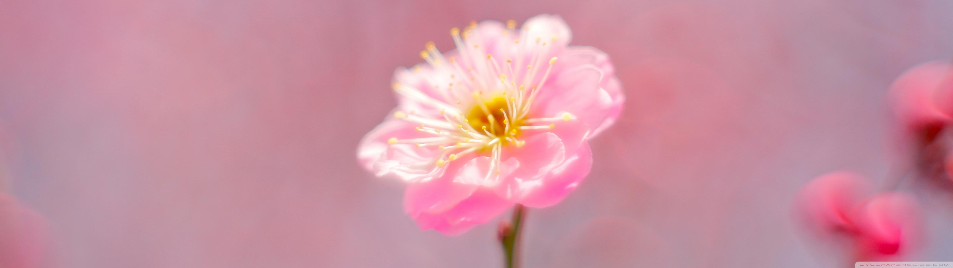 Pink Spring Flower Ultra HD Desktop Background Wallpaper For