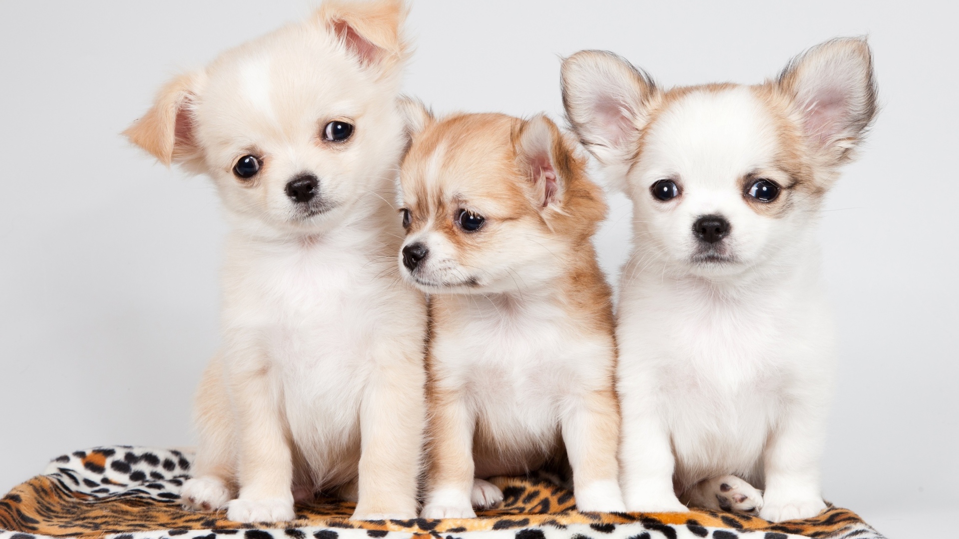 Three little funny chihuahua puppies Desktop wallpapers 1920x1080