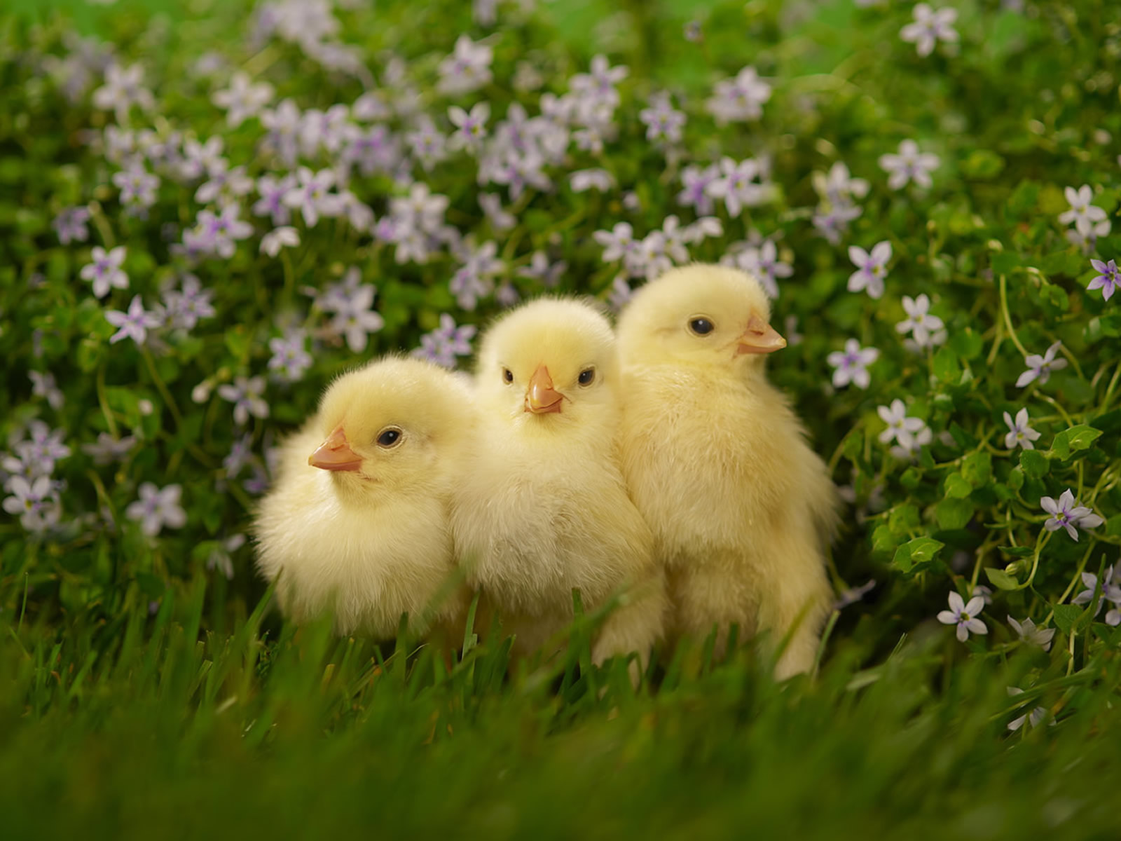 Pictures Of Baby Chickens All Wallpaper New