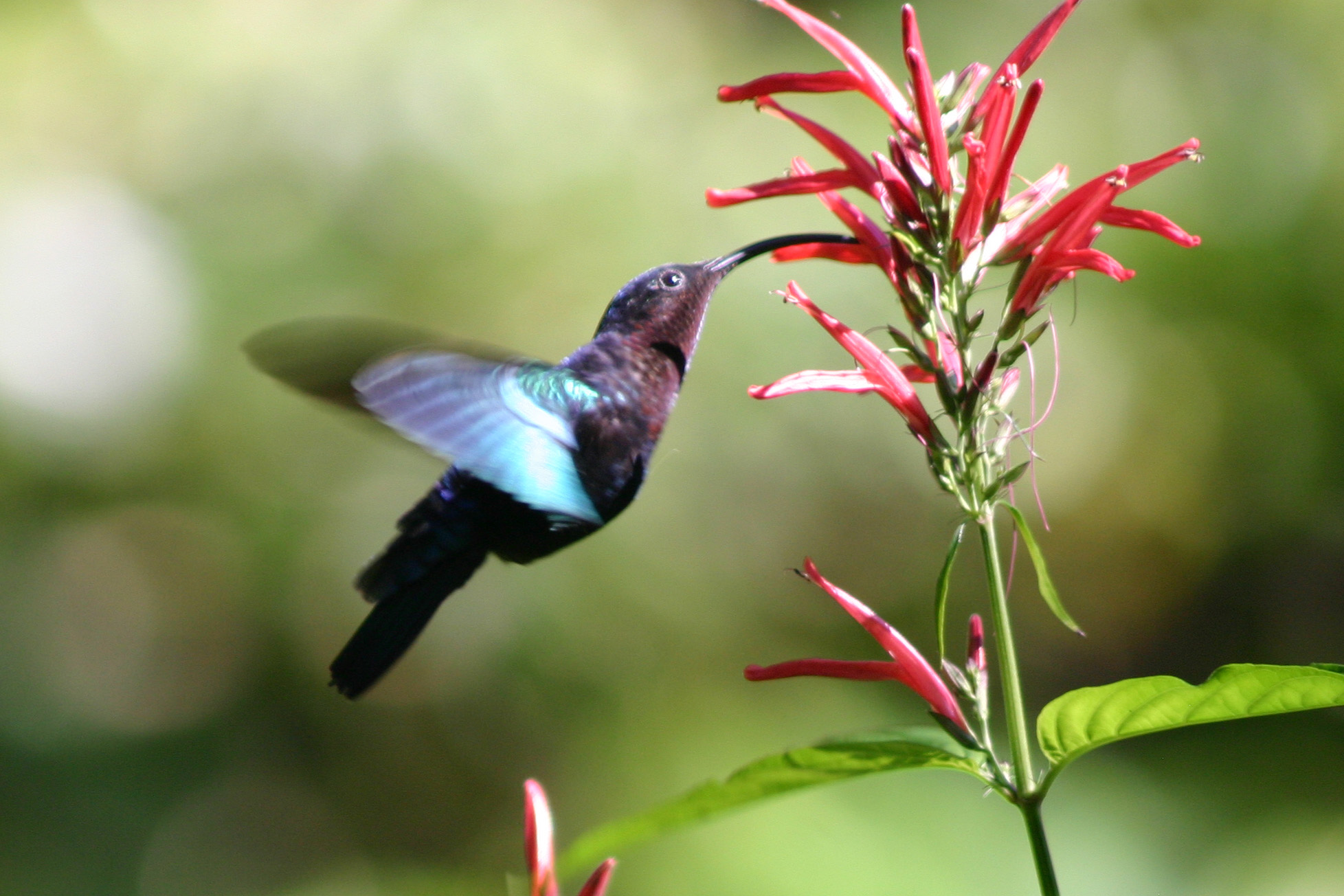 The Hummingbird HD Wallpaper Animals