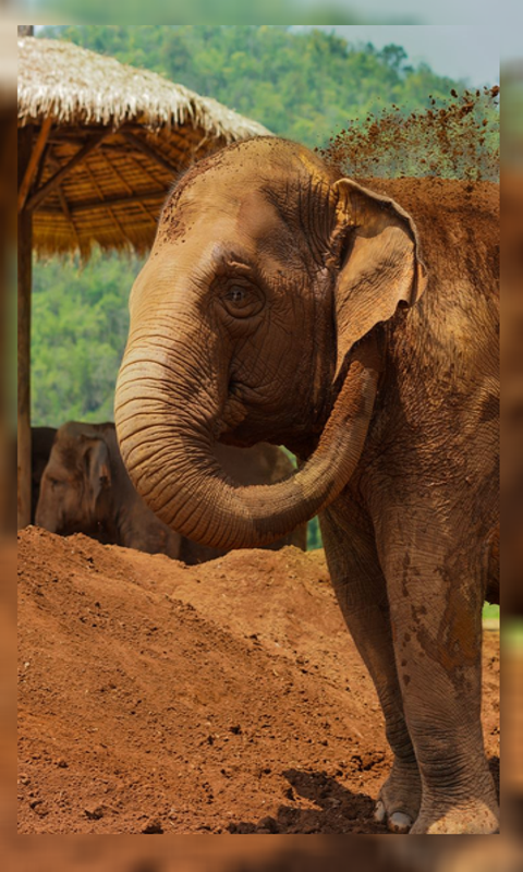 4k Elephant Wallpaper