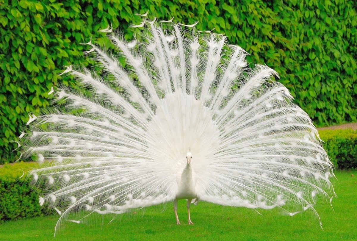 Beautiful Pictures Of White Peacocks