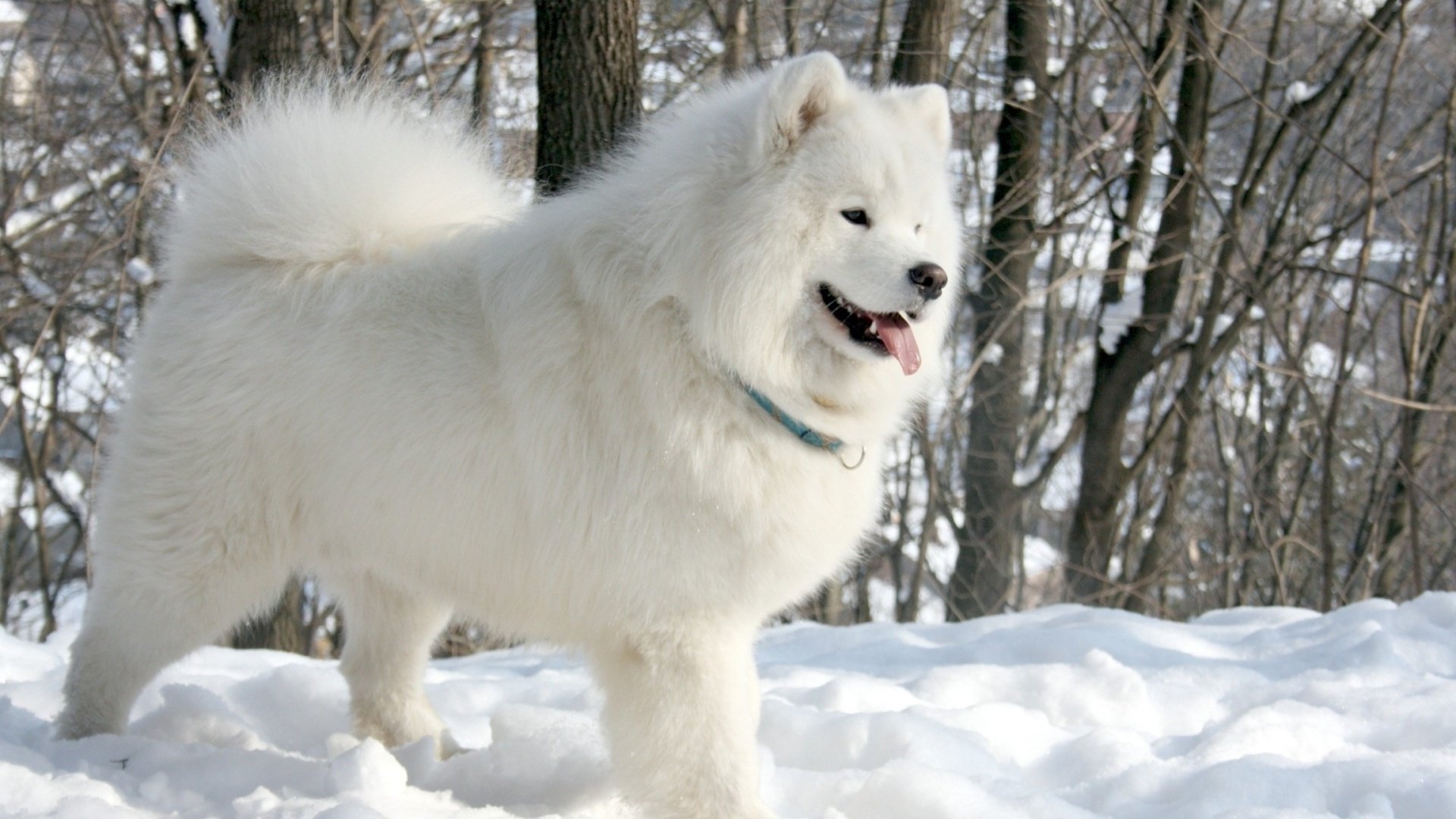 Samoyed Dog Dogs Canine Wallpaper HD Desktop And Mobile