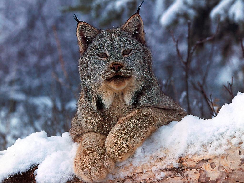 Wallpapers Collection Canadian Lynx Wallpapers