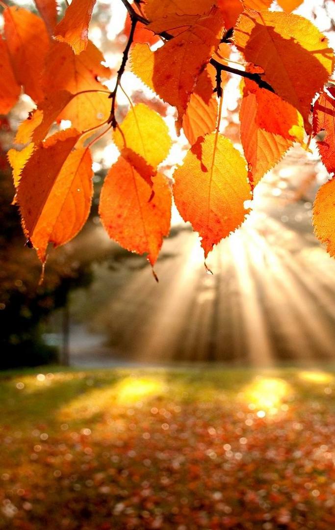 Autumn Light Fall Desktop Wallpaper iPhone