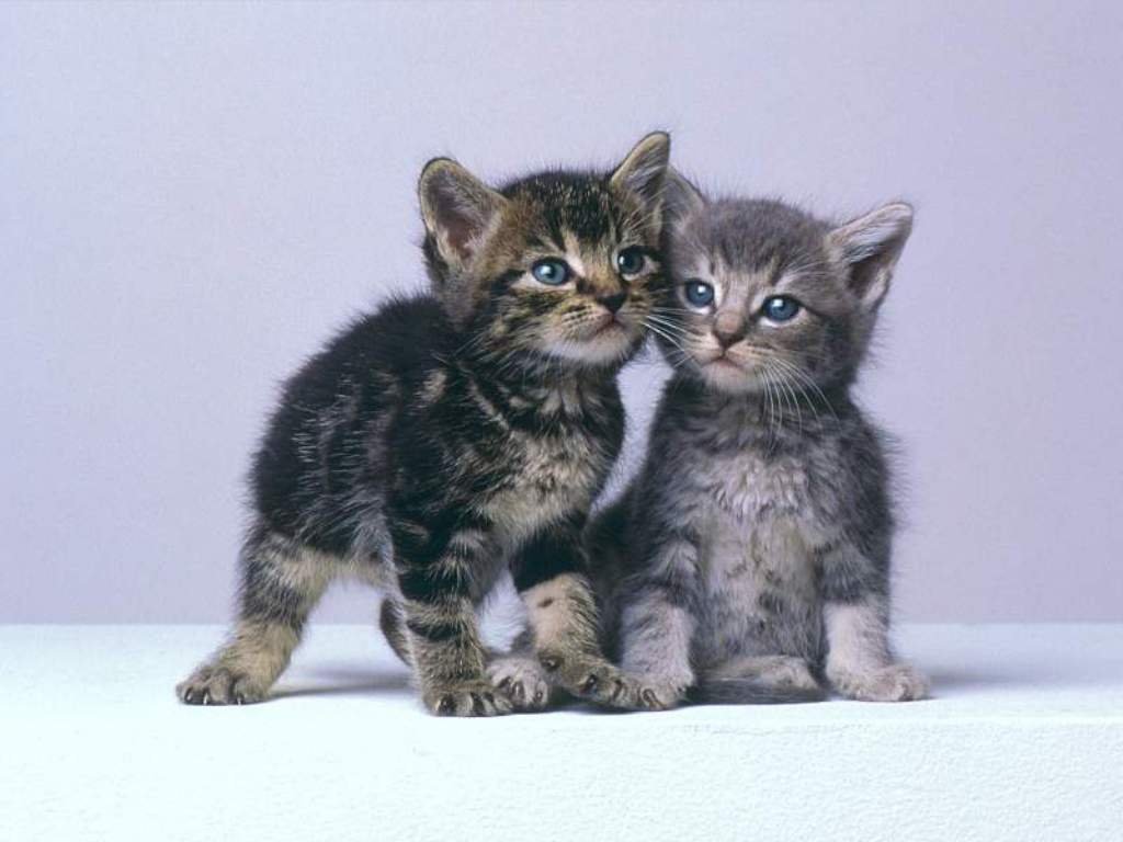 Wallpaper Pc Puter Kittens