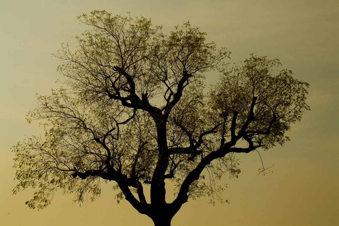 tree silhouette footwa tree silhouette nature