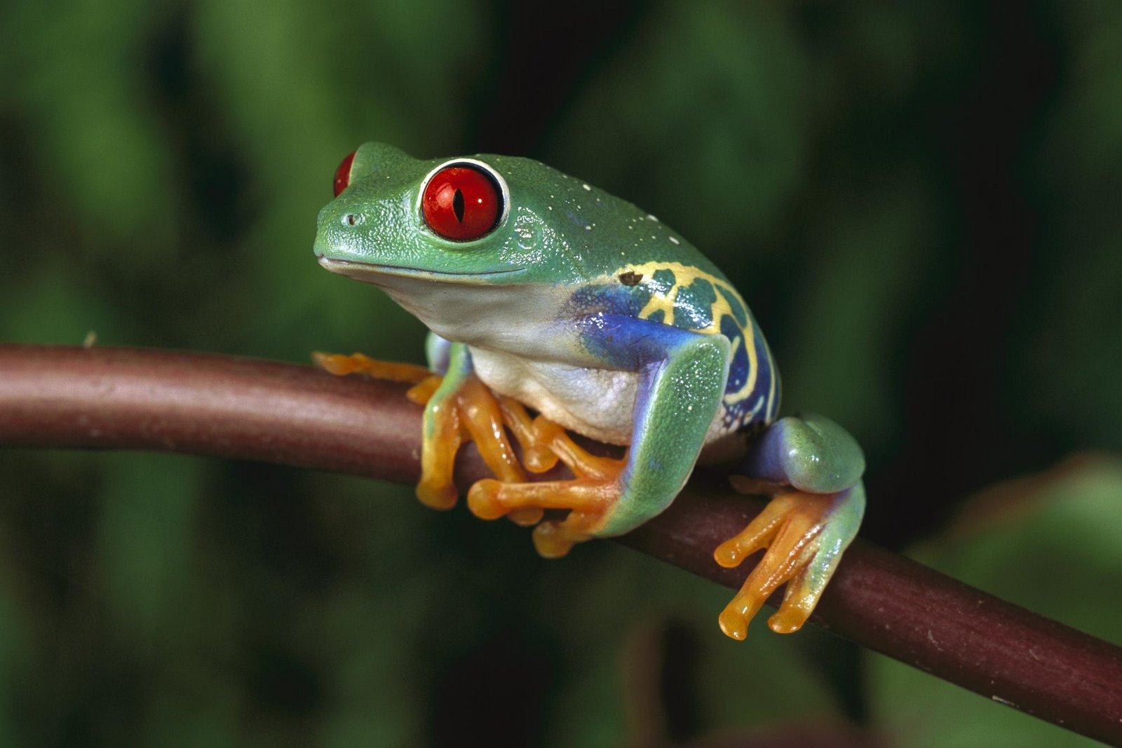 Red Eyed 25252520tree 25252520frog Wallpaper