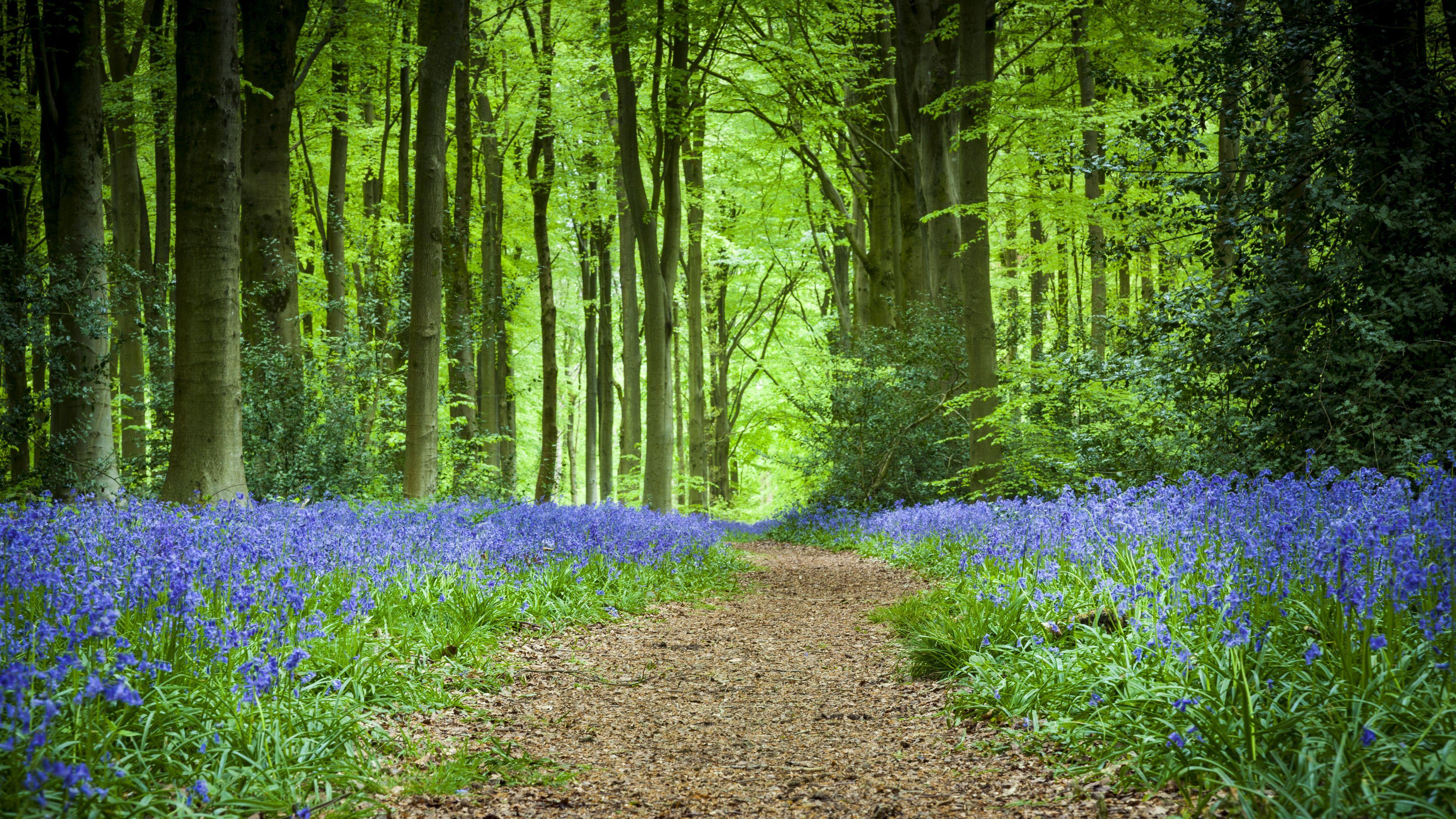 Wallpaper Forest Path Flowers Spring 4k UHD