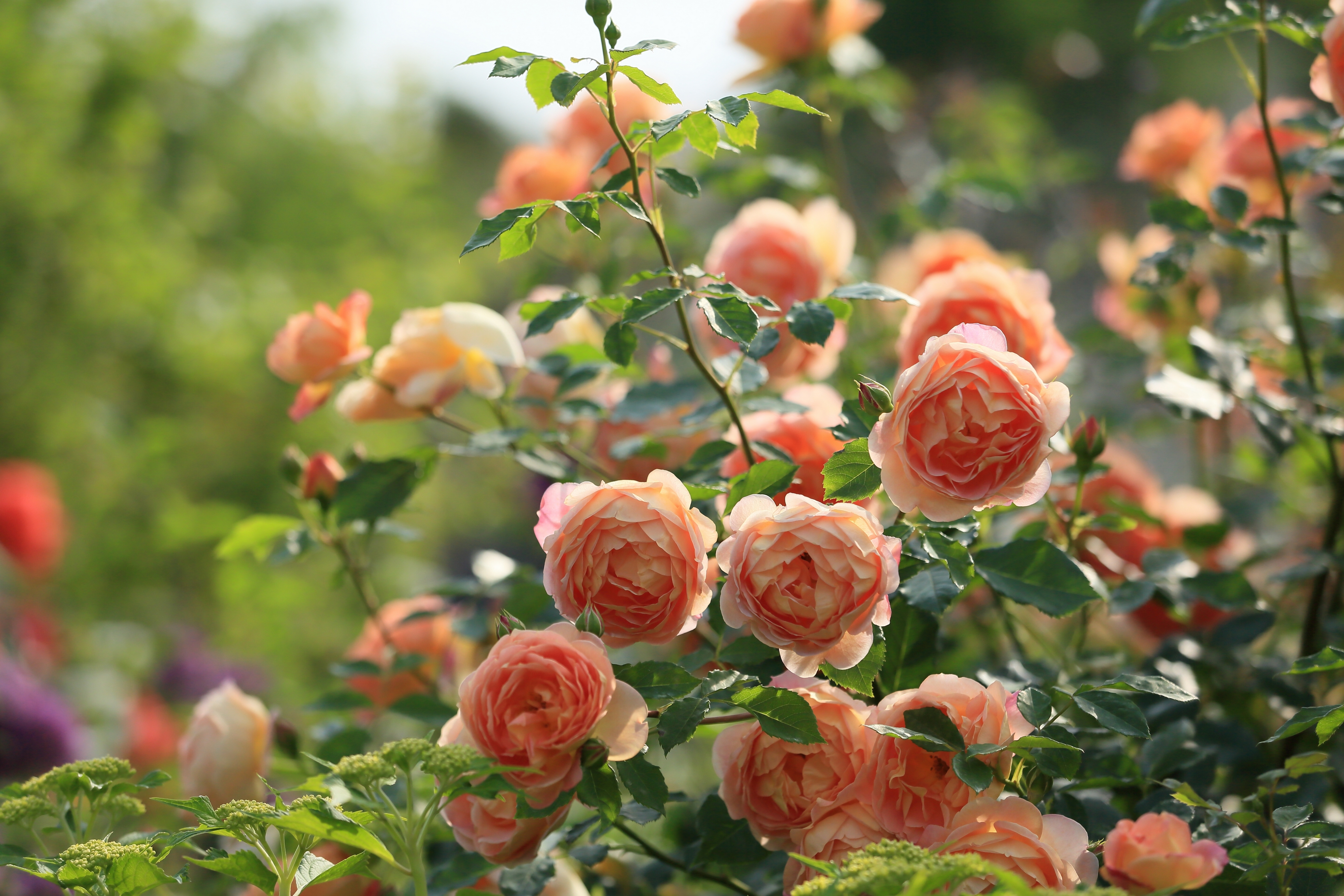 So Many Masora Pink Roses Blooming In The Savage Garden