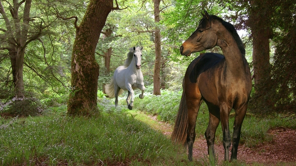 Nature Forest Animals Horses Wallpaper
