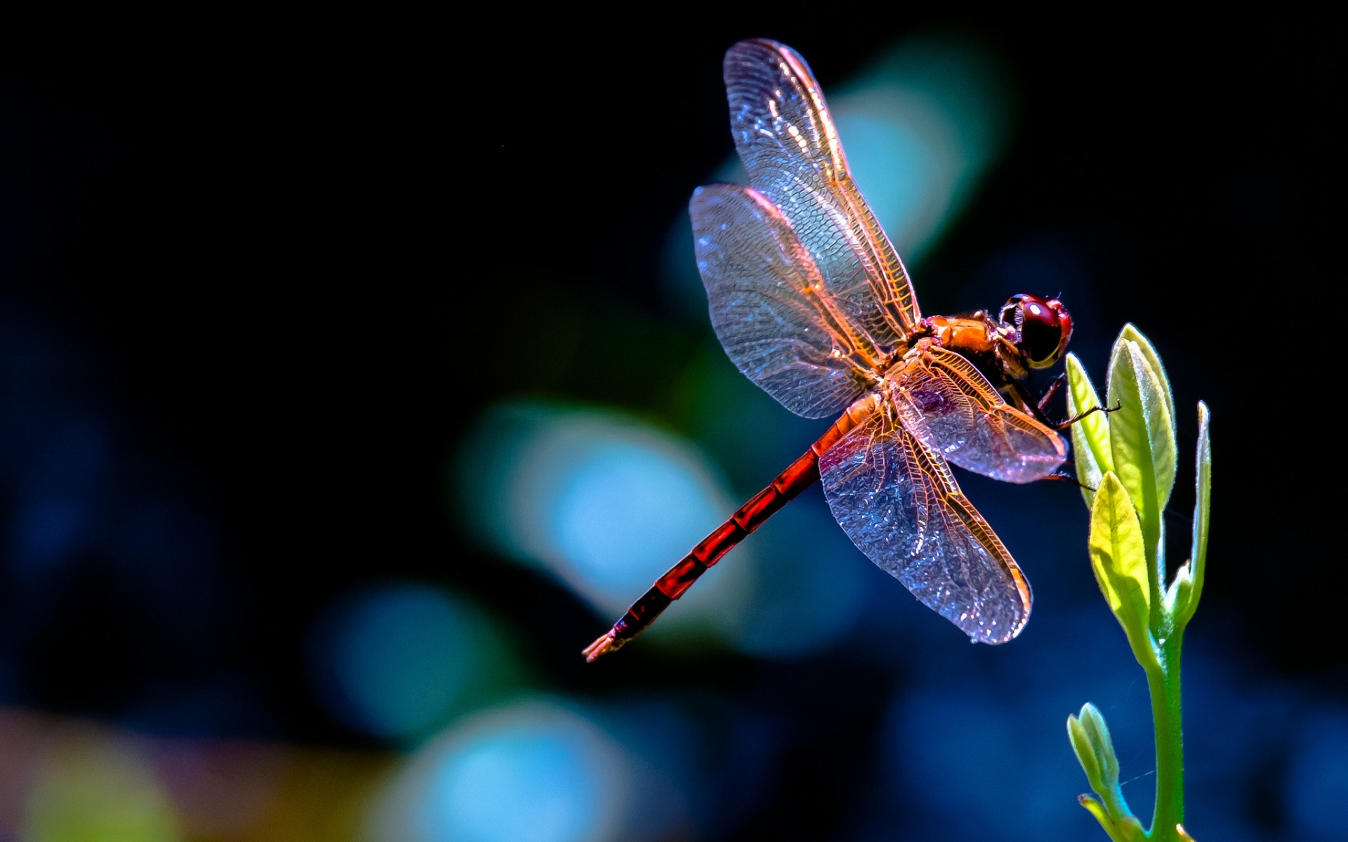 Dragonfly Full HD Wallpaper And Background