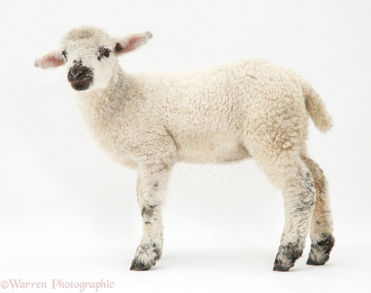 Lamb Standing Photo Wp34081