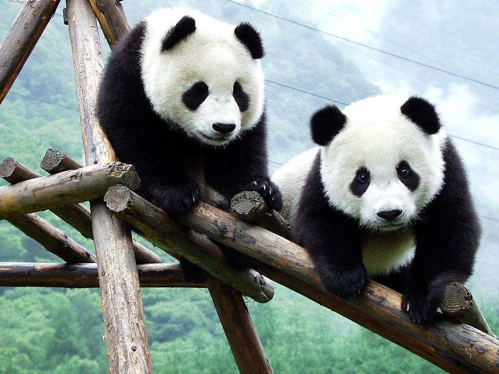 Panda Bear Playing Eating Image Mother And Cub