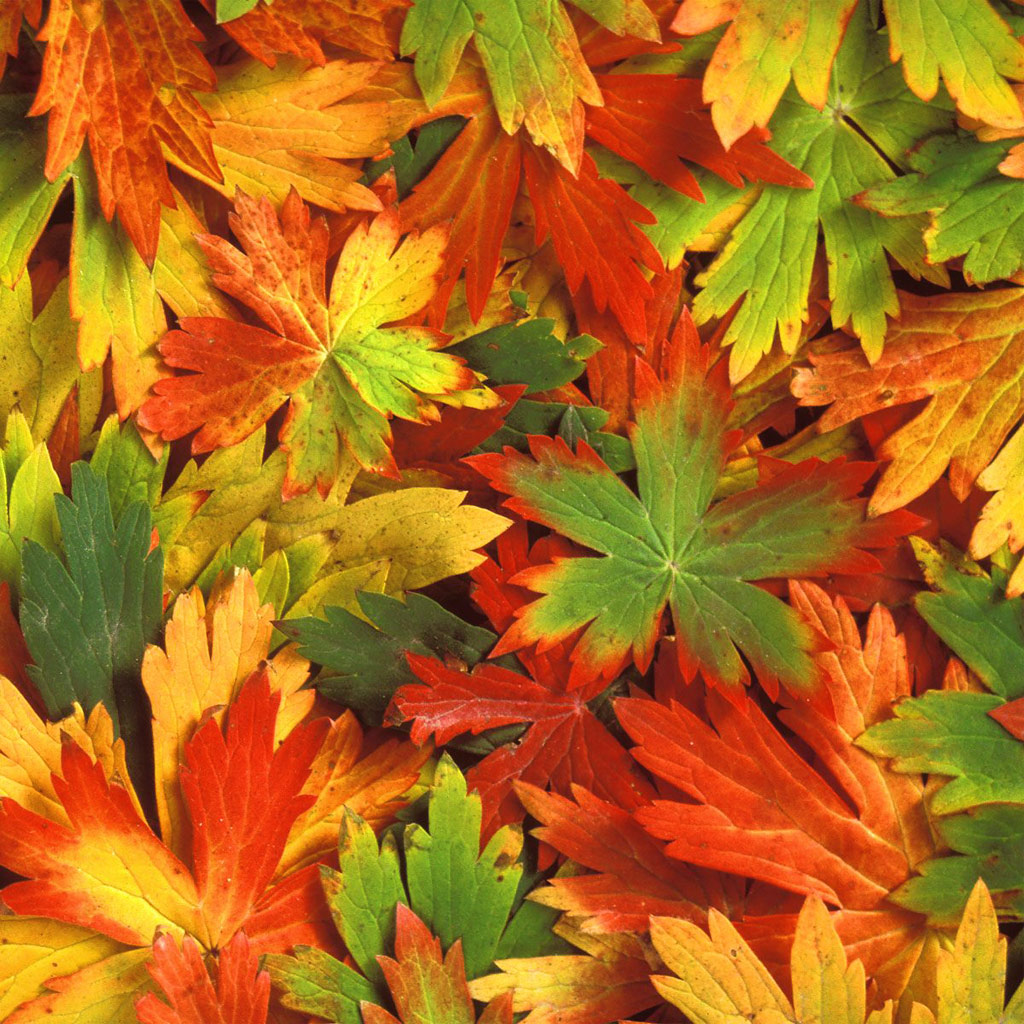 Nature When Autumn Leaves Fall iPad iPad2 Wallpaper