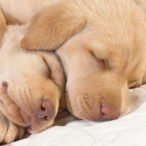 Two Cutest Dogs Ever Wallpaper