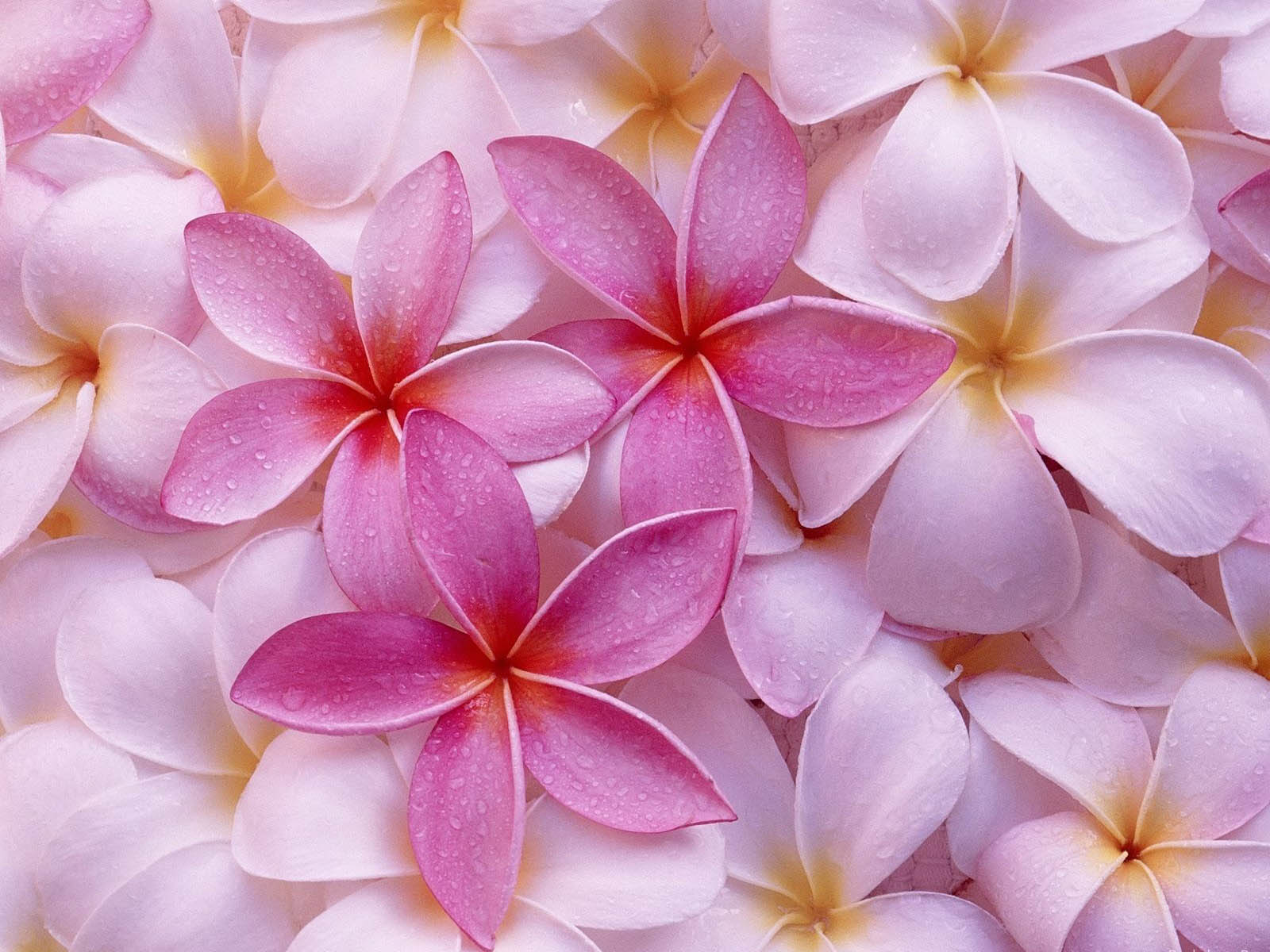 Close-up of pink and white plumeria flowers with water droplets, creating a vibrant and textured floral background