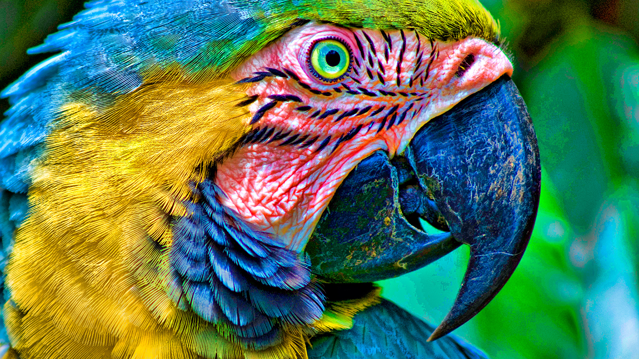 Parrot Bird Close Up Wallpaper