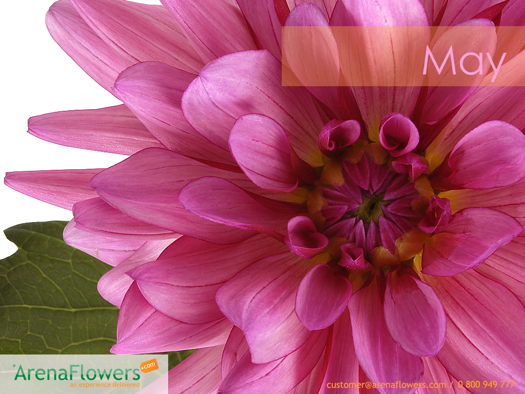 June Month of May Flowers Wallpaper Free