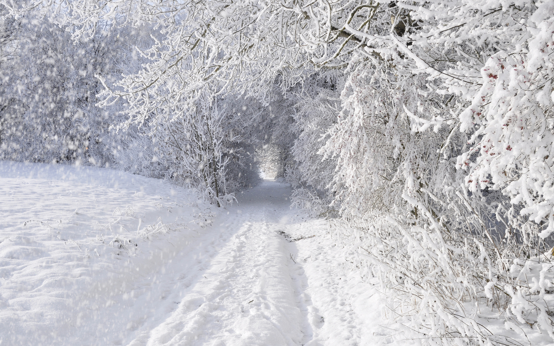 Winter Snow Snowing Snowflake Snowfall Roads Trees Forest Storm