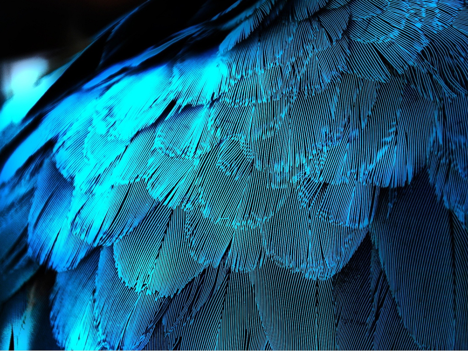 Nice Blue Feather Wallpaper Widescreen