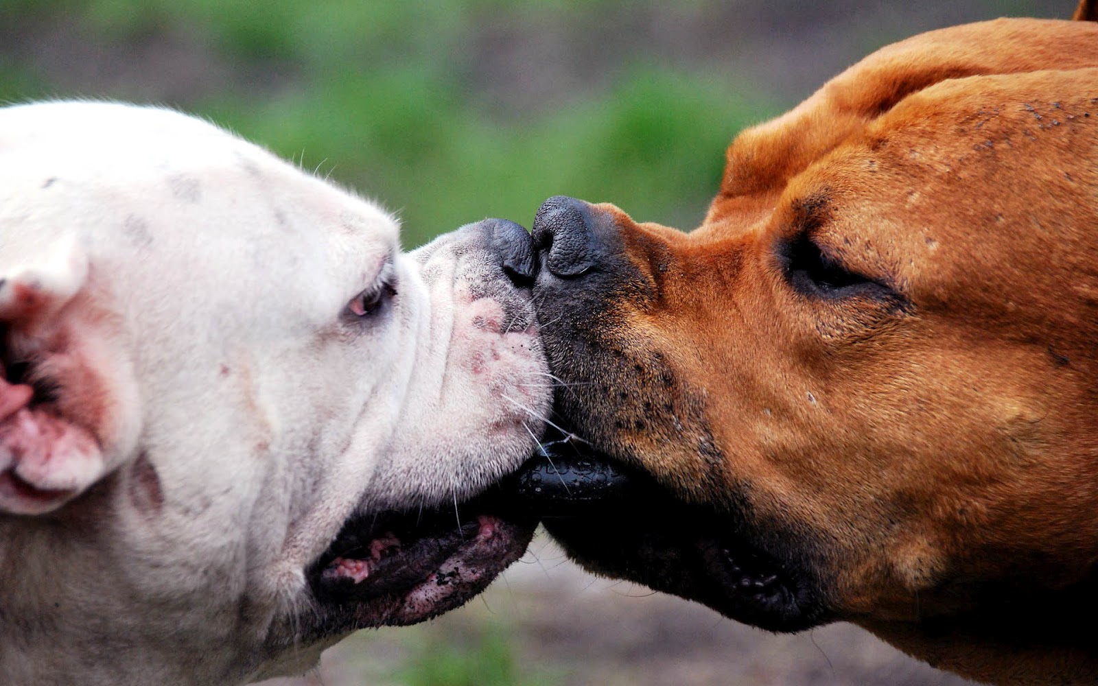 HD Dog Wallpaper With Two Dogs Kissing Jpg