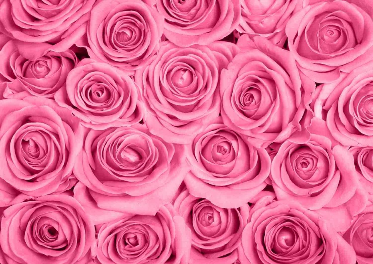 Pink Rose Wallpaper Pk87 HD Quality Pictures