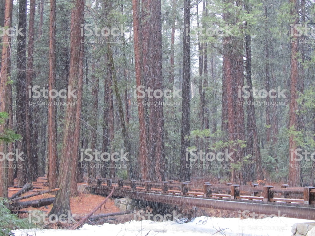 General Grant Grove Trees Stock Photo More Pictures Of American