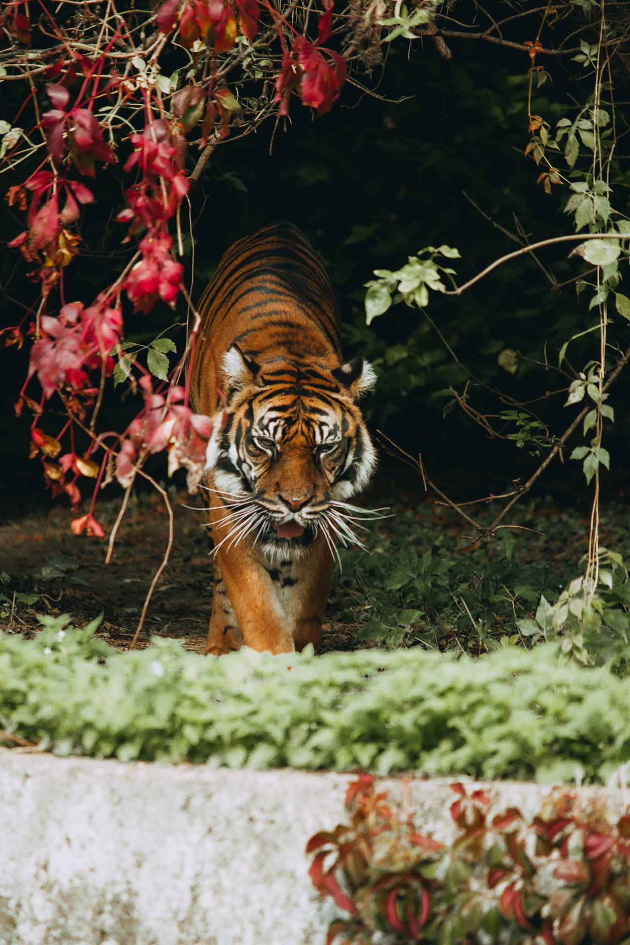 Tiger iPhone Wallpaper
