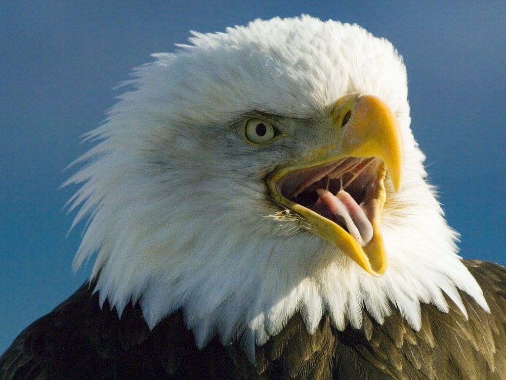 Wallpaper Collections Bald Eagle Background