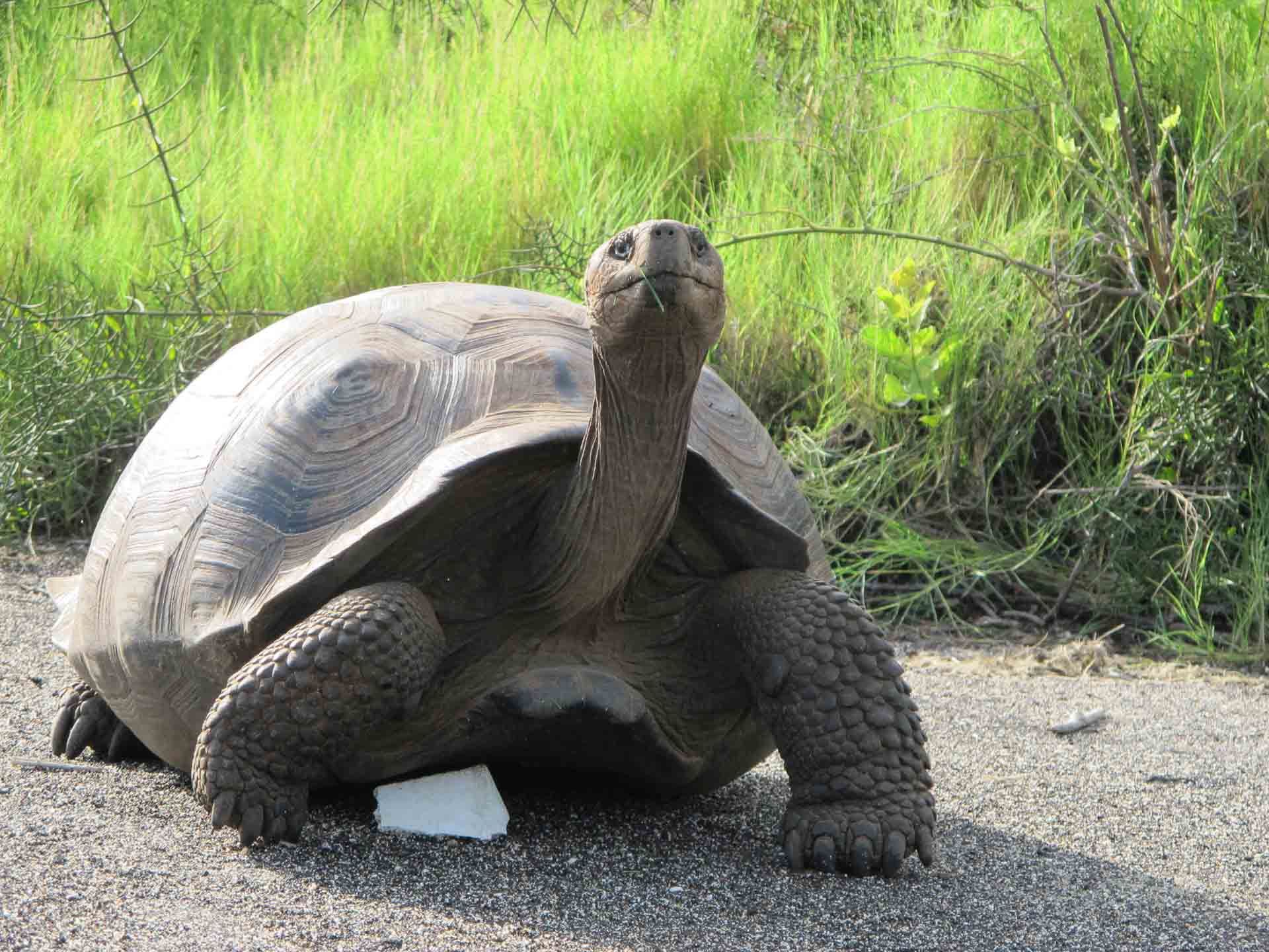 New Pictures Of Galapagos Turtles