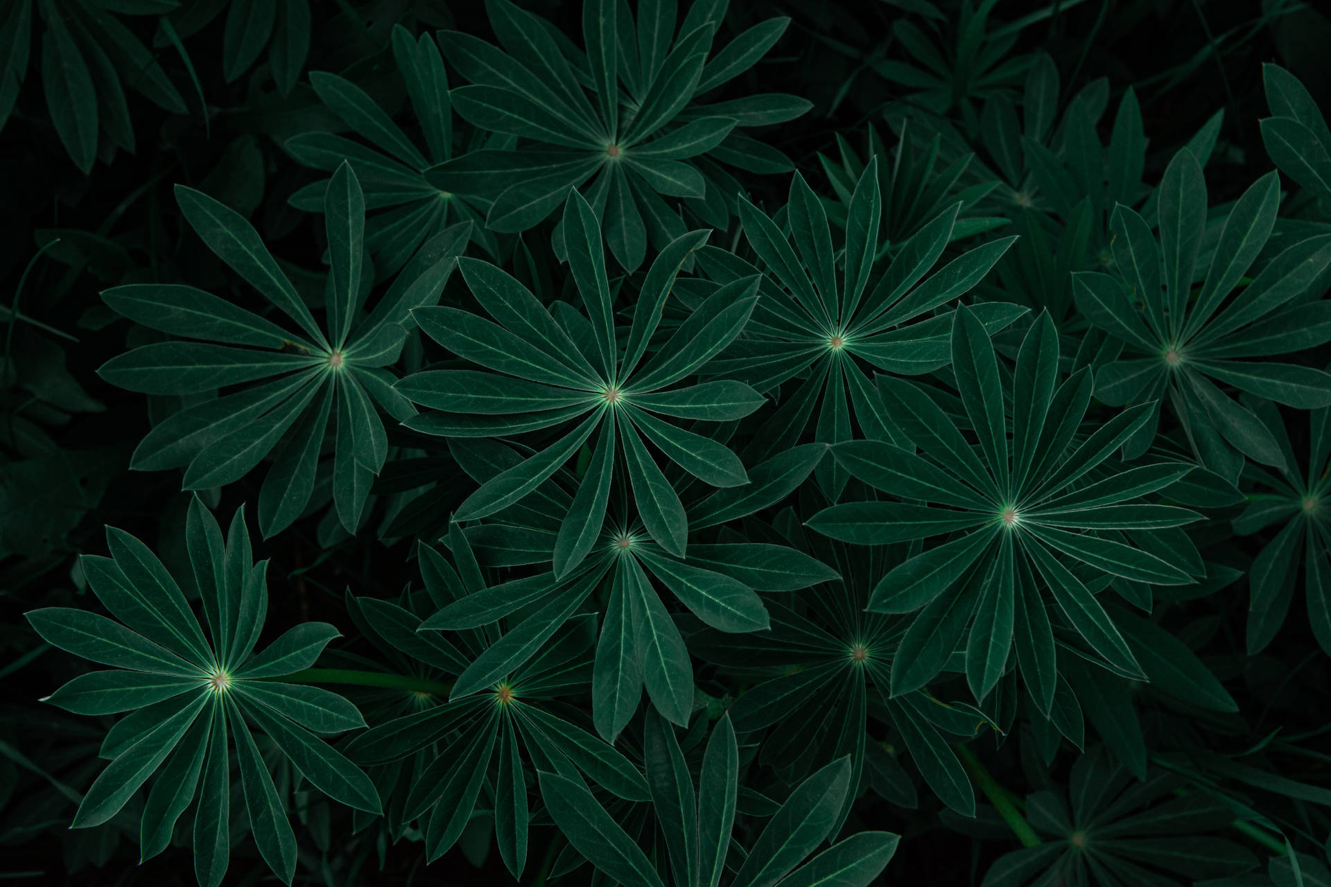 Dark Green Aesthetic Wallpaper