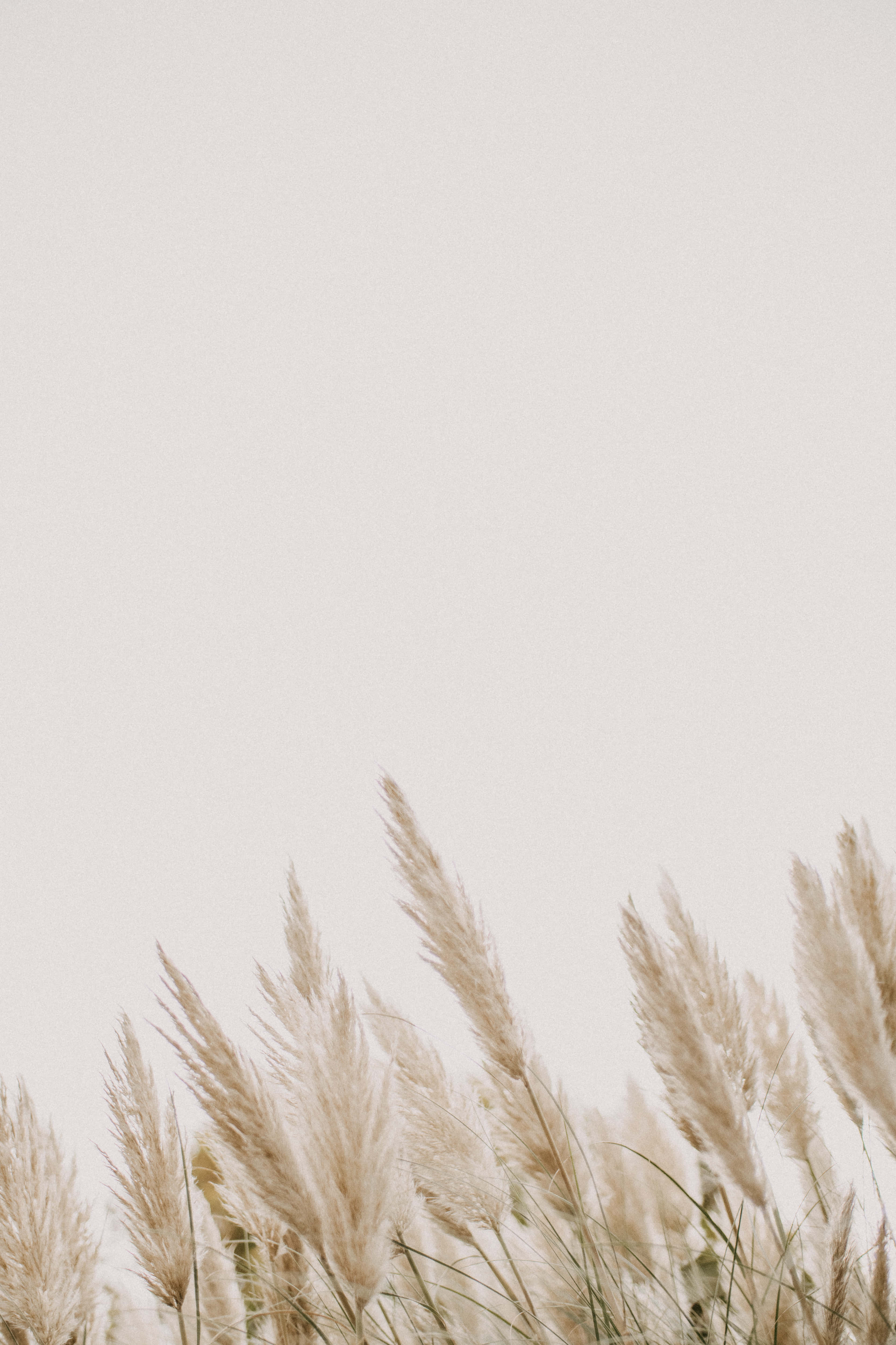 Pampas Grass Background Wallpaper