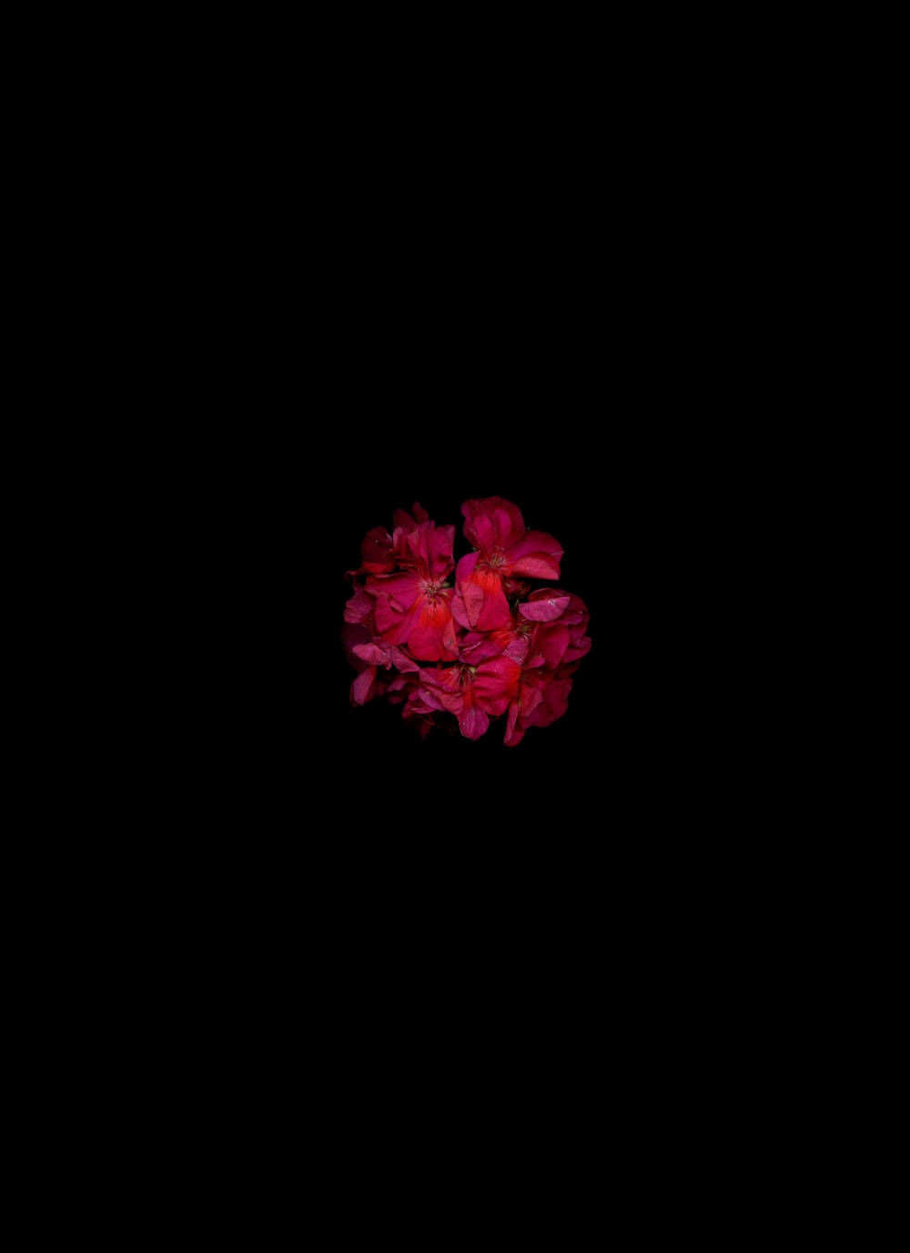 Dark Floral Wallpaper