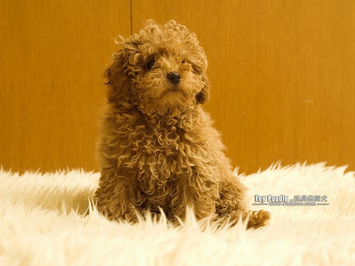🔥 Download Cute Toy Poodle Puppies Pictures Wallpaper Dogs by ...