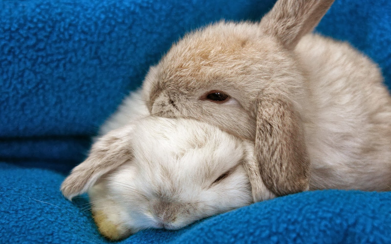 HD Wallpaper S Beautiful Baby Rabbits