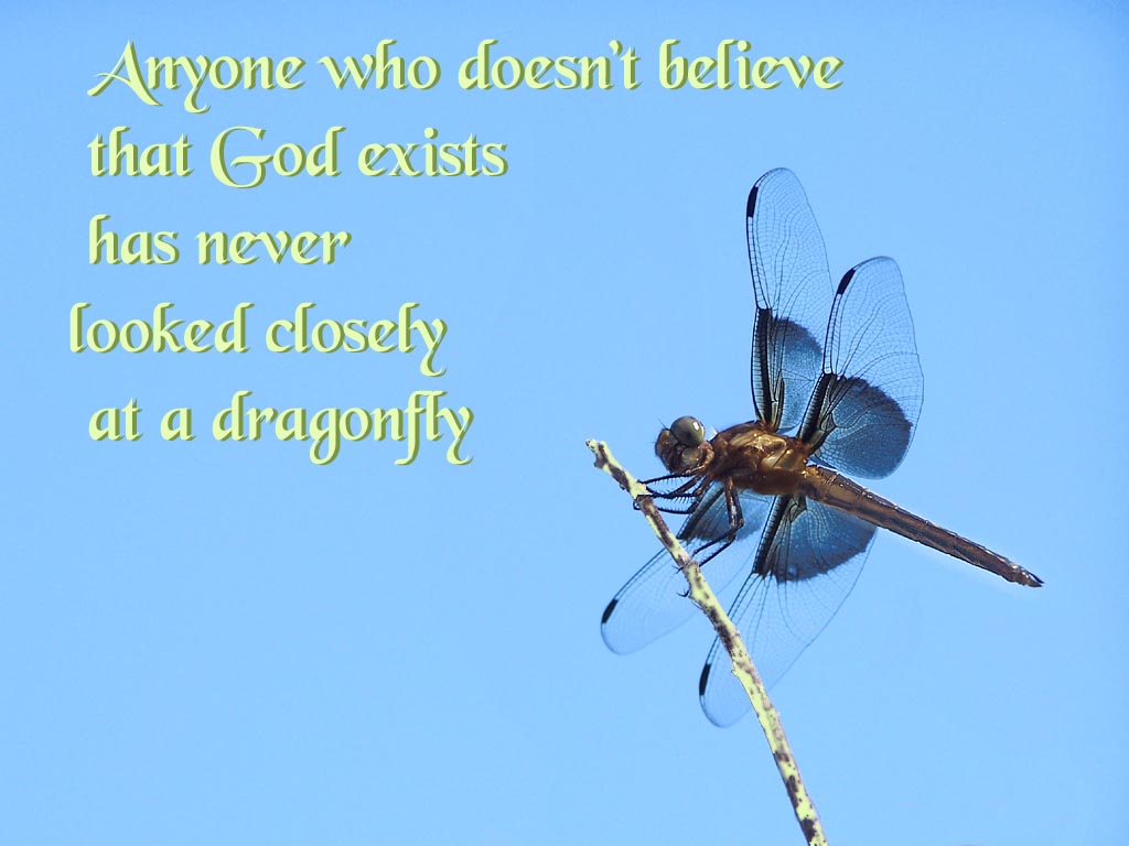Desktop Wallpaper Of Dragonfly To Use Click Open Larger File