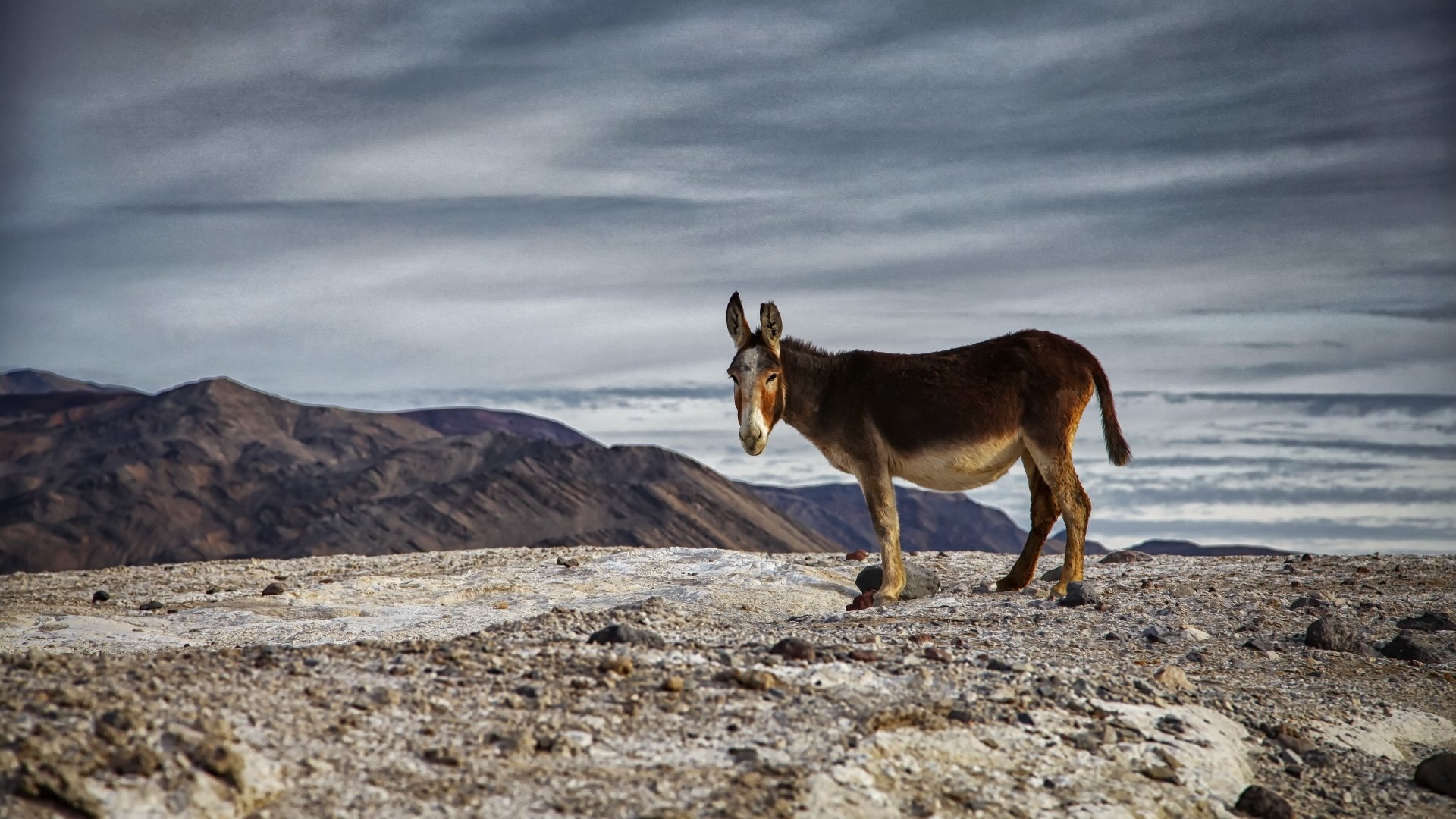 Animal Donkey 4k Ultra HD Wallpaper