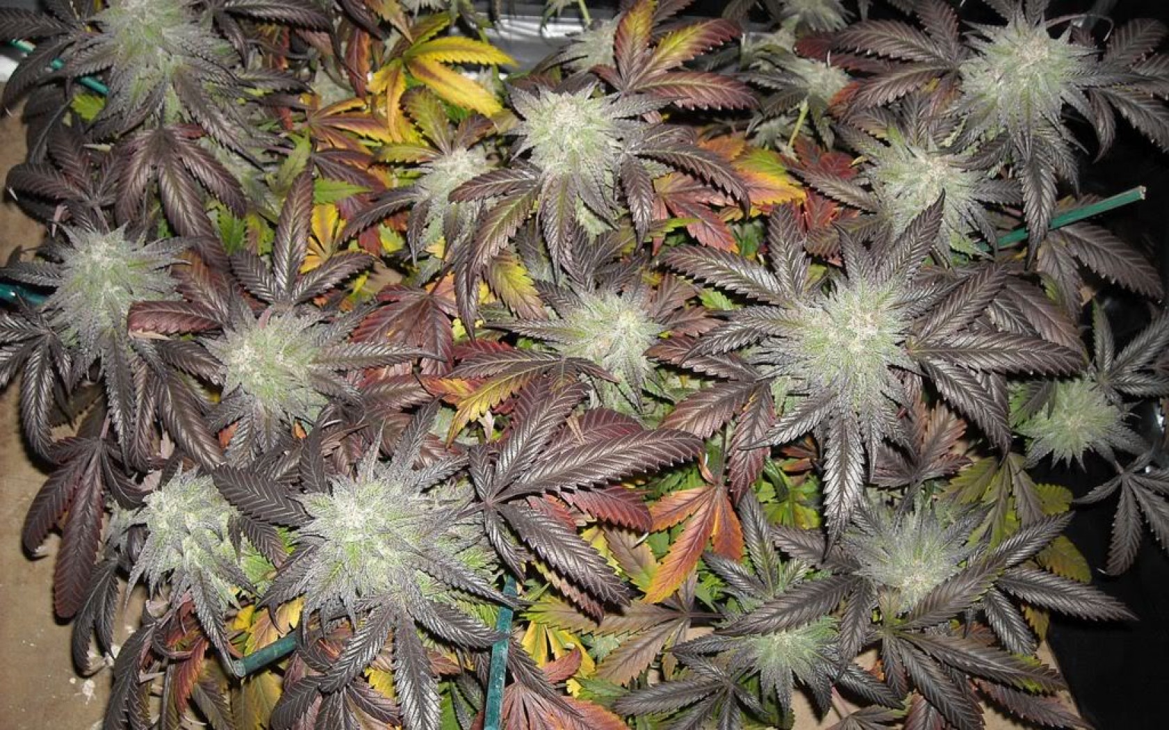 Blackberry Kush Strain Marijuana Weed Ganja Y Wallpaper Background