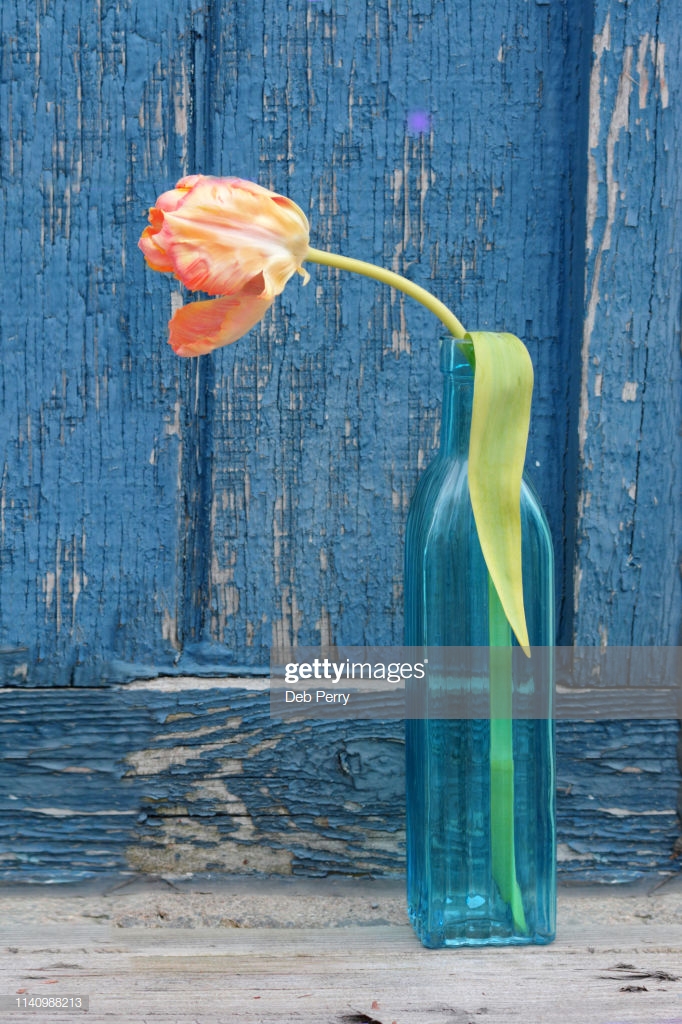 Photo Of A Rembrandt Tulip In Vintage Blue Vase Against