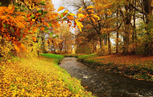 Wallpaper Autumn Trees Foliage River Stream Nature