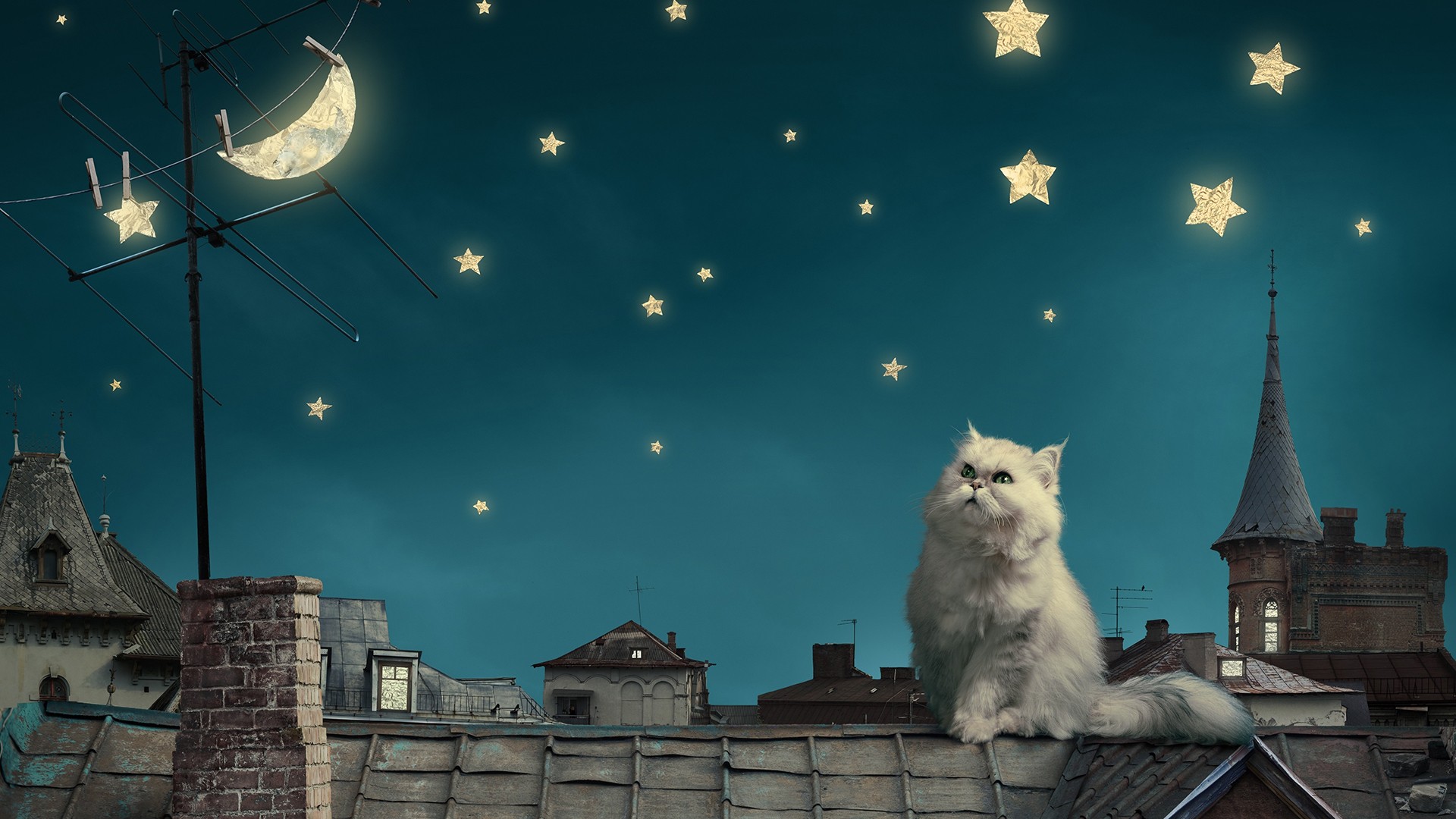 Cat moon and stars wallpaper 42338 ImgStockscom